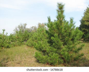 green pine tree in the forest
