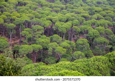 Green Pine Tree Forest In Lebanon