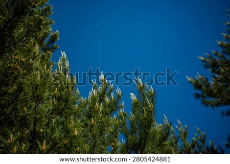 Green pine tree tops looking up to clear blue sky with negative copy space. Concept: forest conservation