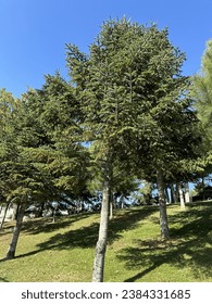 Green pine tree under sunshine