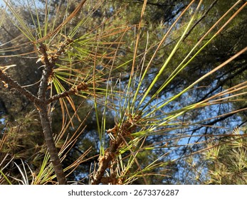 Green pine trees and trees