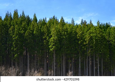 Green pine trees forest lined up in a row