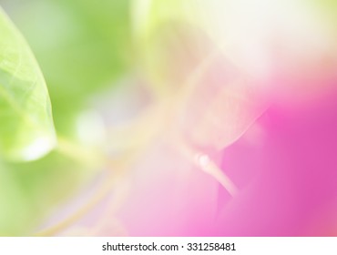 Green And Pink Abstract