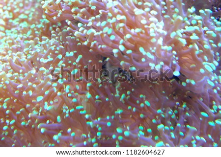 green and pink coral