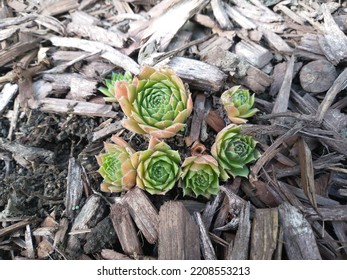 Green And Pink Succulents Growing In Brown Mulch In Garden