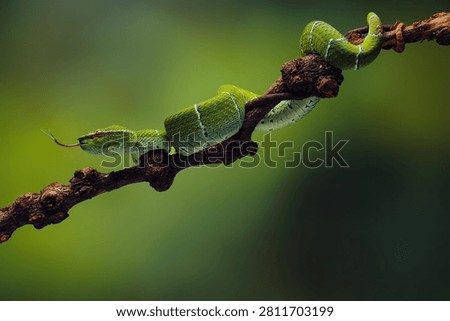Green Pit Viper Flicking Forked Tongue While Coiled on Tree Branch