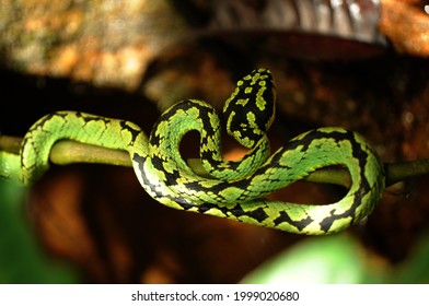 Green Pit Viper In The Sinharaja Forest In Sri Lanka