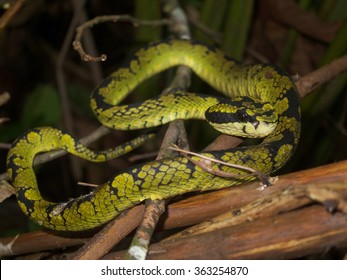 Green Pit Viper In Sri Lanka Rainforest