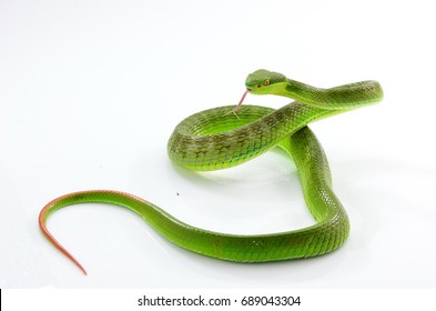 Green Pit Viper White Background Stock Photo 689043304 | Shutterstock