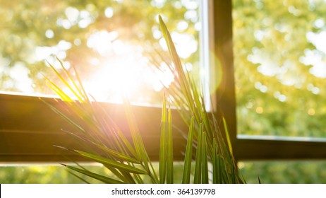 Green Plant Against Window With Beautiful Sunshine