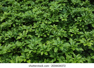 Japanese Spurge Hd Stock Images Shutterstock