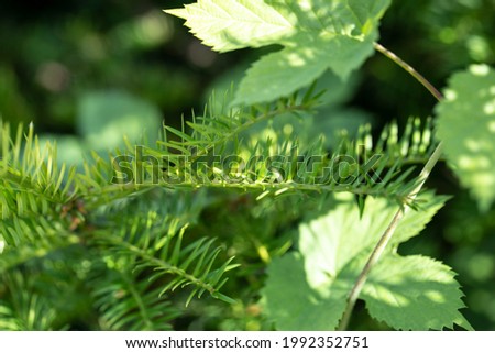 green plant background and plant structure usable as graphic background or decoration, concept of green and different green colors in summer