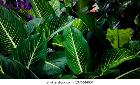 Green plant background tropical leaves. Nature concept, selective focus. - Shutterstock ID 1376644034