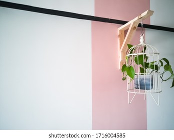 Green plant in bird cage on  pink and white background. - Powered by Shutterstock