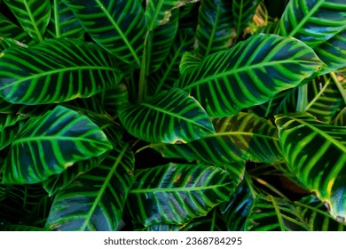 green plant Calathea Zebrina at botanical garden, leaves wallpaper - Shutterstock ID 2368784295
