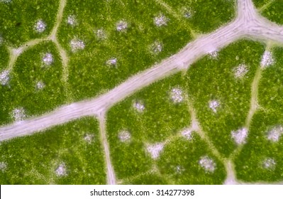 Green plant cells under microscope
