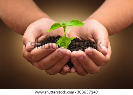 Similar – Hand holds young chili plant