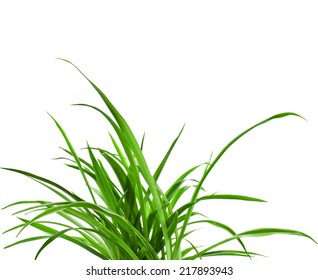 Green Plant Chlorophytum Isolated On White Stock Photo 217893943 ...