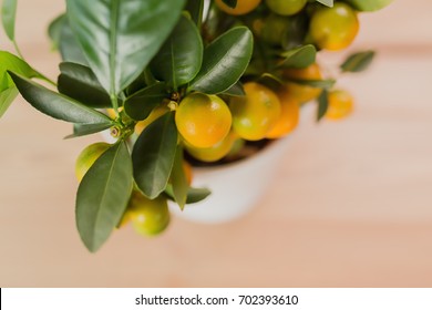 Green Plant Citrus Fruit Tree In A White Jar On A Wooden Table