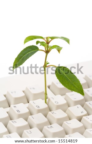 green plant and computer keyboard, concept of online learning Stock photo © 