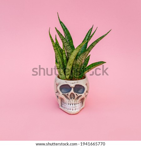 Green plant and decorative Skull Planter on pink background. Human Skull Head Design Flower Pot with green Succulent. Halloween skull head with flowers 