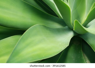 Green Plant Detail