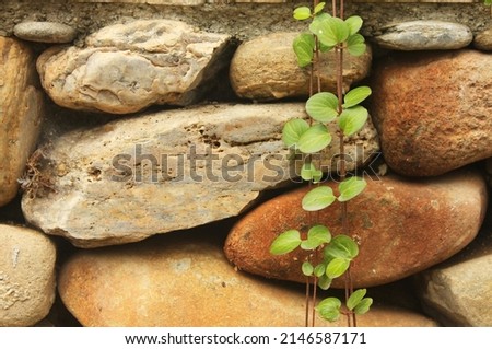 A green plant in front of a stone wall. Four long thin stems with many small green leaves falling down in front of a wall made of stones. White, beige and bown stones and plant with green leaves.
