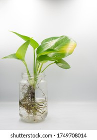 932,054 Glass plant Images, Stock Photos & Vectors | Shutterstock