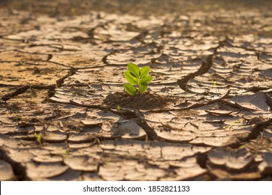 Green Plant Grow In Middle Dry Cracked Earth. Recovery Environmental From Damage Of Climate Change And Human Activities Concept.