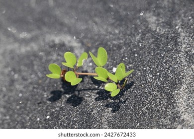 Green plant grow on beach sand