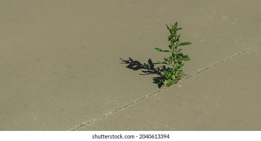 A Green Plant Growing Between Sidewalk Cracks