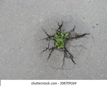 Green Plant Growing From Crack In Asphalt