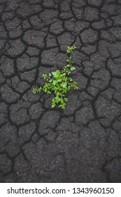 Green Plant Growing From Cracked Earth, Hope And New Life