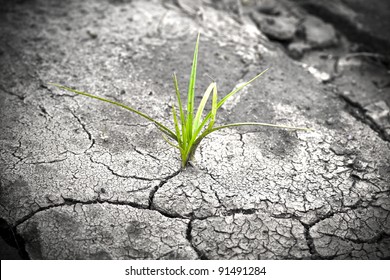 Green Plant Growing From Cracked Earth. New Life.