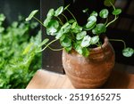 Green plant growing in jar and stretch towards the light