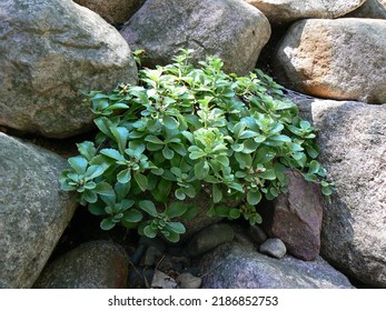 Green Plant Growing In Large Rock Wall.