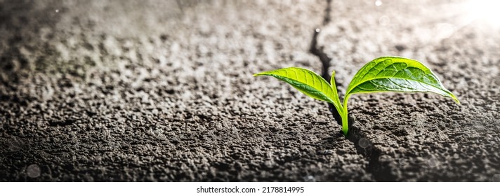 Green Plant Growing Out Of Crack In Concrete - Perseverance Concept
 - Shutterstock ID 2178814995