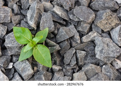 Green Plant growing in stone