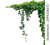 a green plant hanging from a branch on a png background, green ivy on a wall, green ivy leaves on png, a vine growing on a wall with leaves, a plant with green leaves hanging from wall