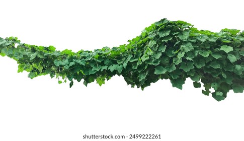 a green plant hanging from a branch on a png background, green ivy on a wall, green ivy leaves on png, a vine growing on a wall with leaves, a plant with green leaves hanging from wall