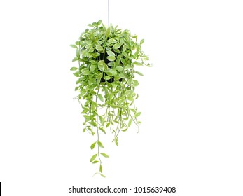 Hanging Plants Images, Stock Photos & Vectors 