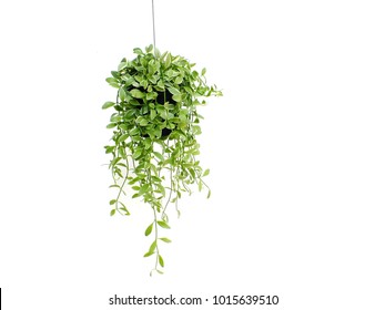 409,109 Plant hanging Stock Photos, Images & Photography | Shutterstock