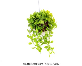 Green Plant Hanging Isolated Collection On Stock Photo 1201079032 ...