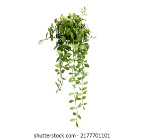 green plant hanging isolated collection on white background - Shutterstock ID 2177701101