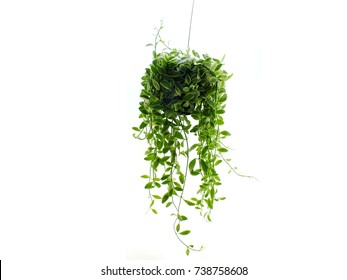 151,747 Hanging Plants Flowers Images, Stock Photos & Vectors 