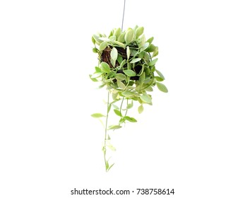 Hanging Flowers Isolated Stock Images, Royalty-Free Images & Vectors