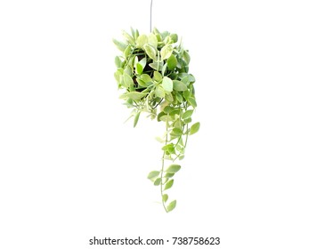 409,109 Plant hanging Stock Photos, Images & Photography | Shutterstock