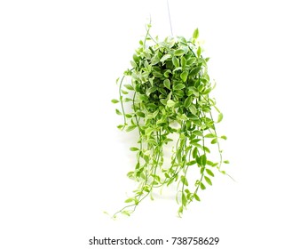 Hanging Plants Stock Images, Royalty-Free Images & Vectors | Shutterstock