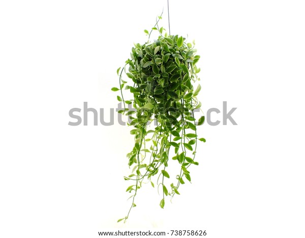 Green Plant Hanging Isolated Collection On Stock Photo (Edit Now) 738758626