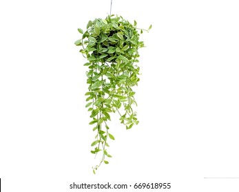 green plant hanging isolated on white background - Shutterstock ID 669618955